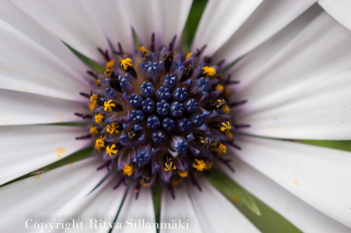 RS 2014-06-04 flo-28