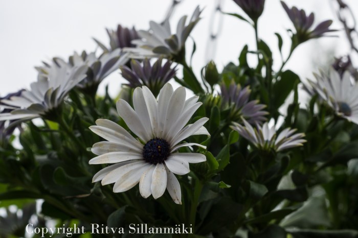 RS 2014-06-04 flo-41