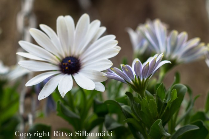 RS 2014-06-04 flo-48