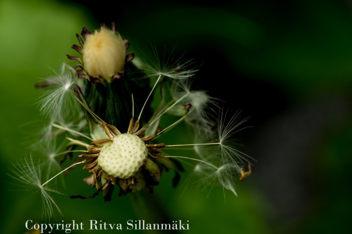 RS 2014-06-04 flo-60