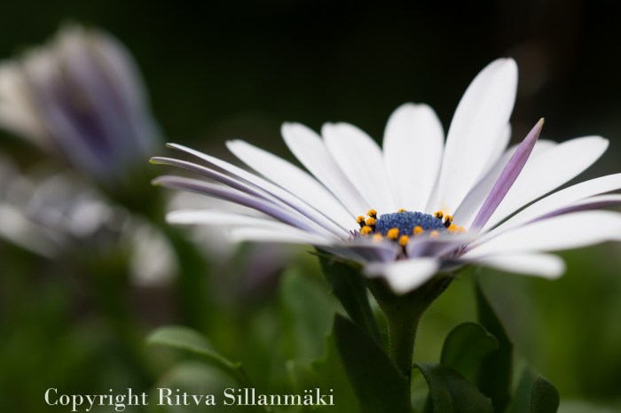 RS 2014-06-04 flo-62