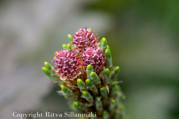 RS 2014-06-04 flo-66