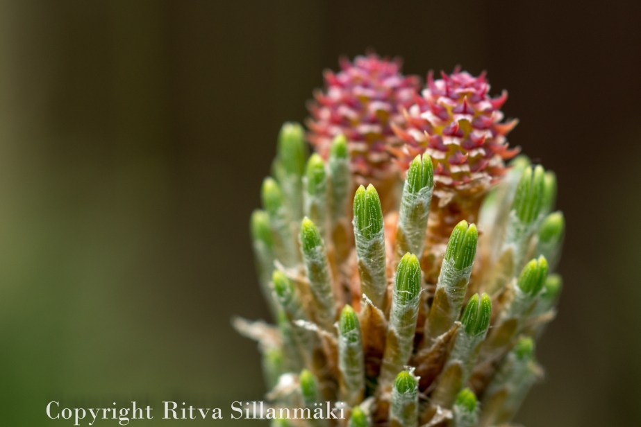 RS 2014-06-04 flo-69