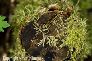 RS 2014-06-15 - ruuhijärvi-102