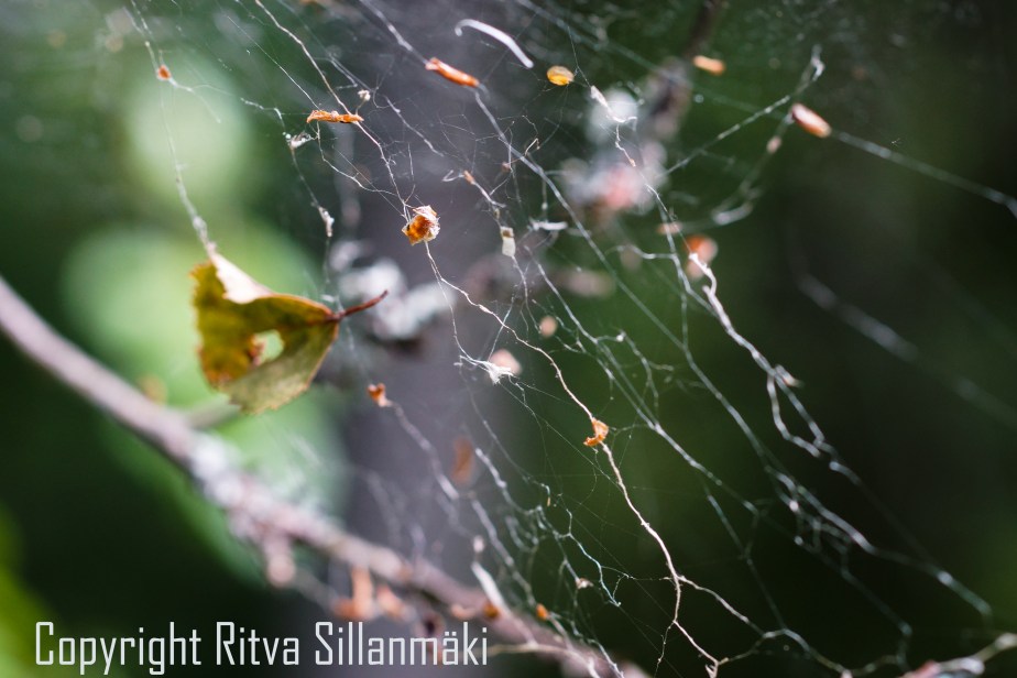 RS 2014-06-15 - ruuhijärvi-109
