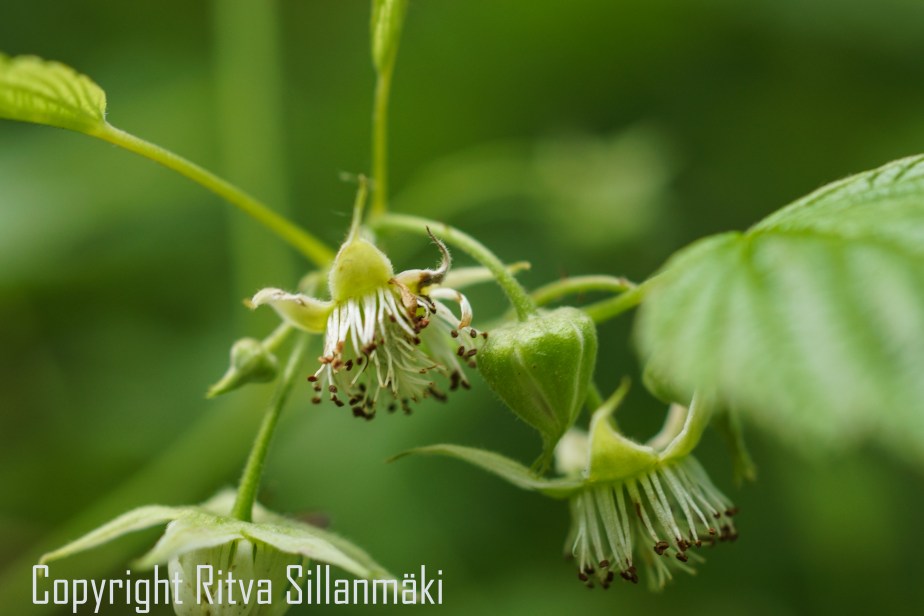 RS 2014-06-15 - ruuhijärvi-112