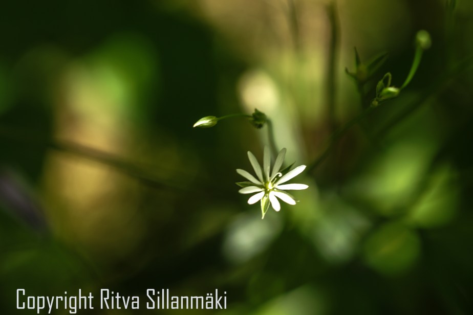 RS 2014-06-15 - ruuhijärvi-121