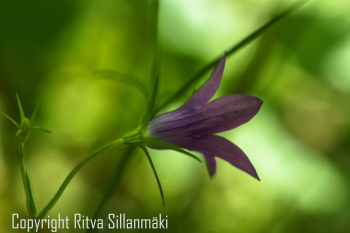 RS 2014-06-15 - ruuhijärvi-122