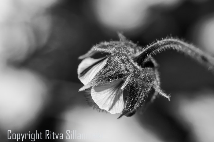 RS 2014-06-15 - ruuhijärvi-123