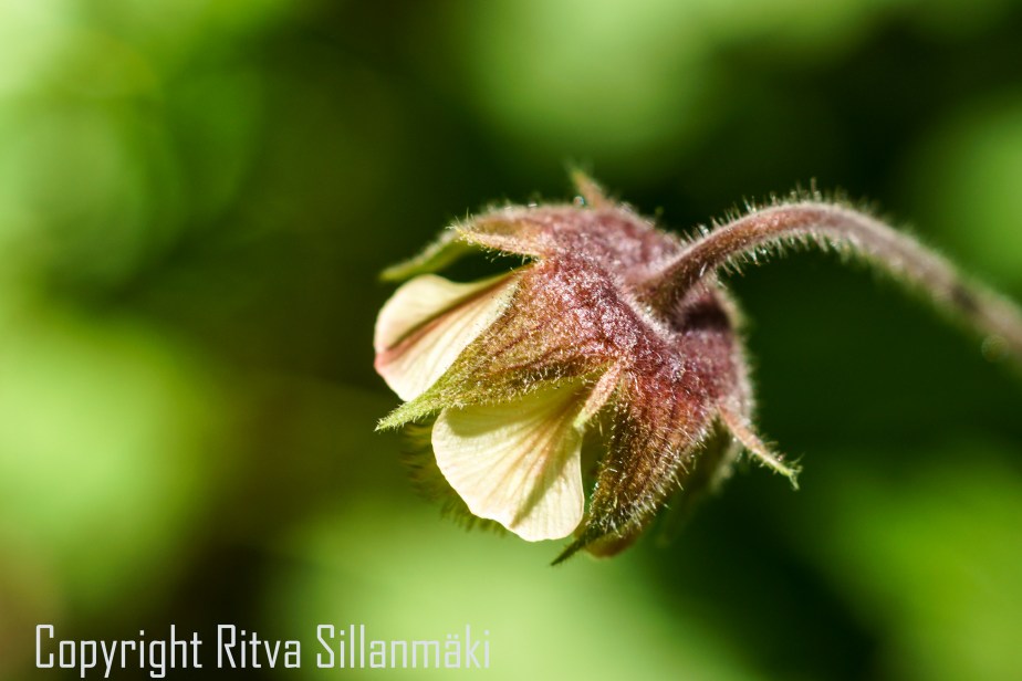 RS 2014-06-15 - ruuhijärvi-124