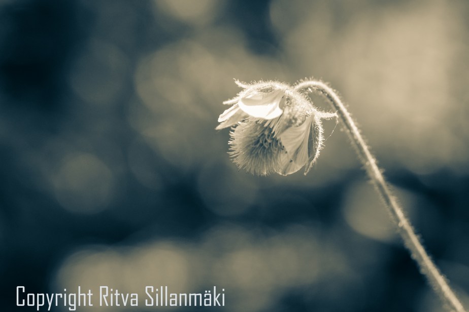 RS 2014-06-15 - ruuhijärvi-128