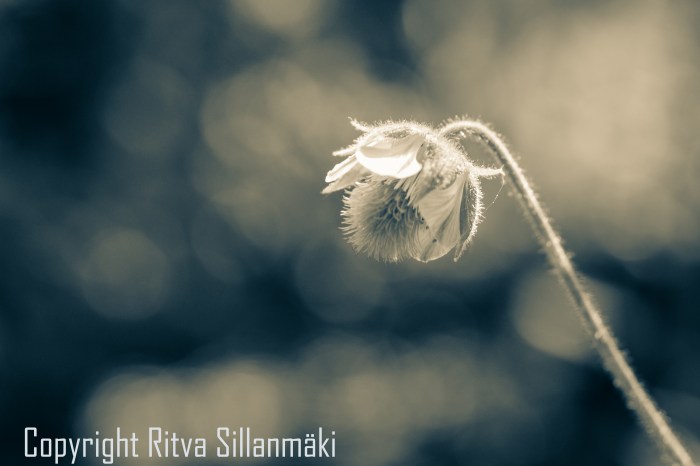 RS 2014-06-15 - ruuhijärvi-128