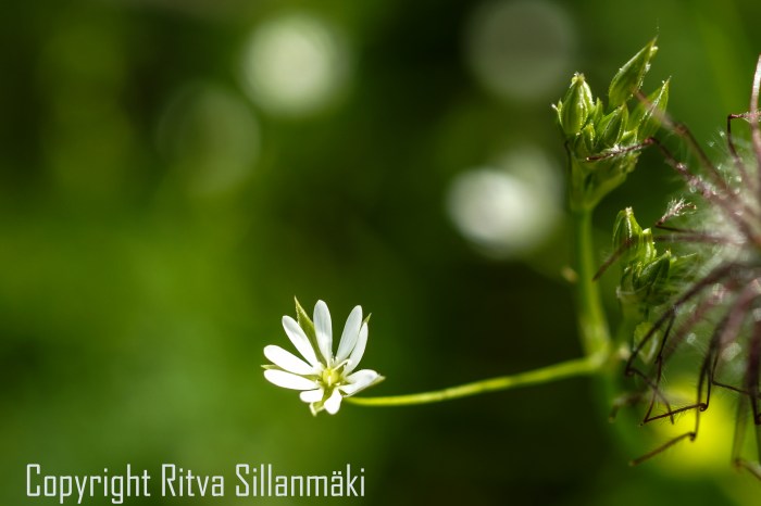 RS 2014-06-15 - ruuhijärvi-142