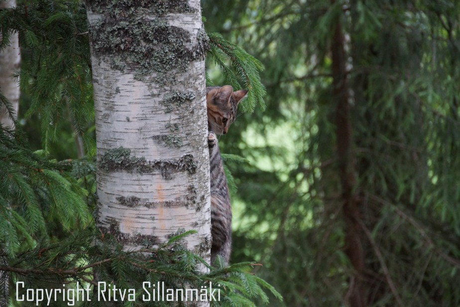 RS 2014-06-15 - ruuhijärvi-36