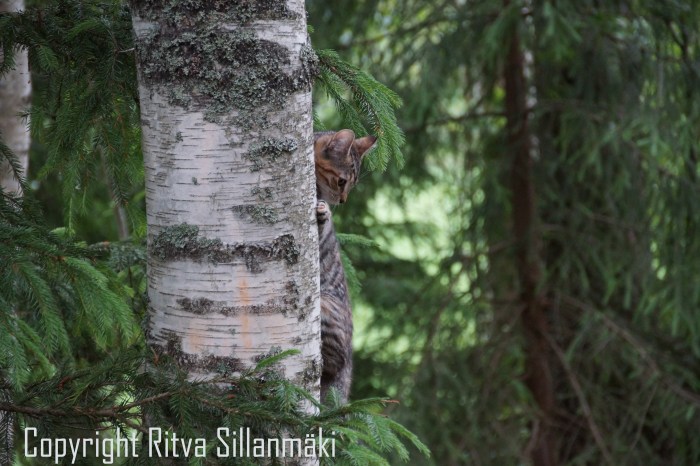 RS 2014-06-15 - ruuhijärvi-36