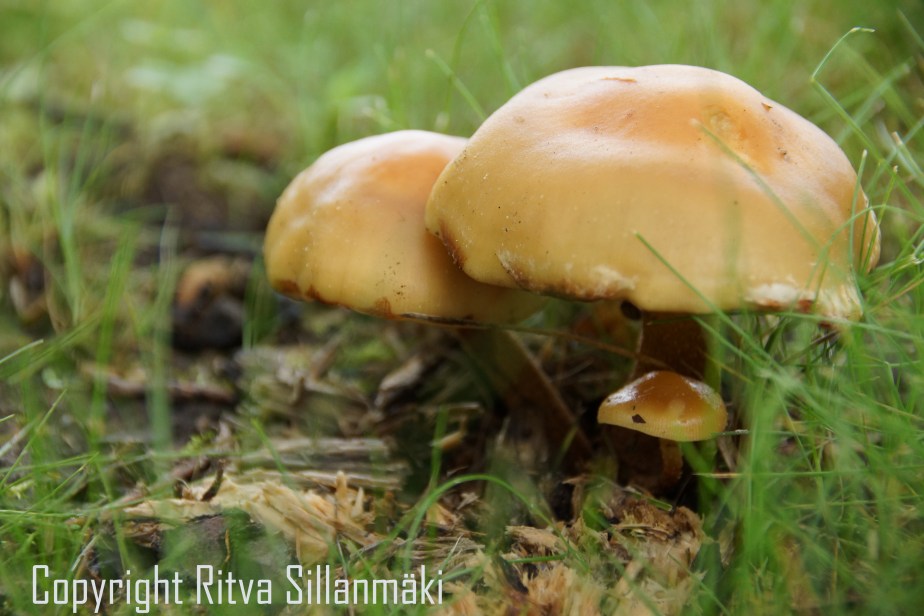 RS 2014-06-15 - ruuhijärvi-39 - Copy