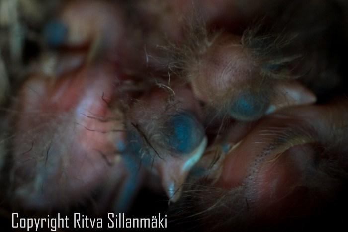 RS 2014-06-15 - ruuhijärvi-59