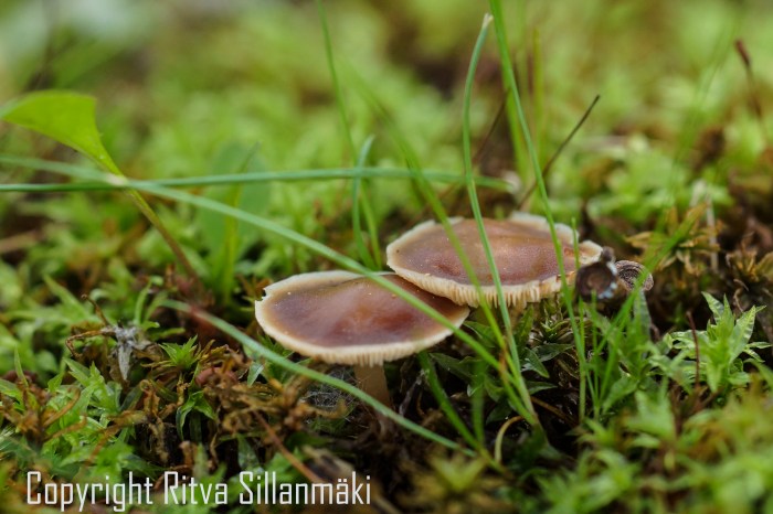 RS 2014-06-15 - ruuhijärvi-65