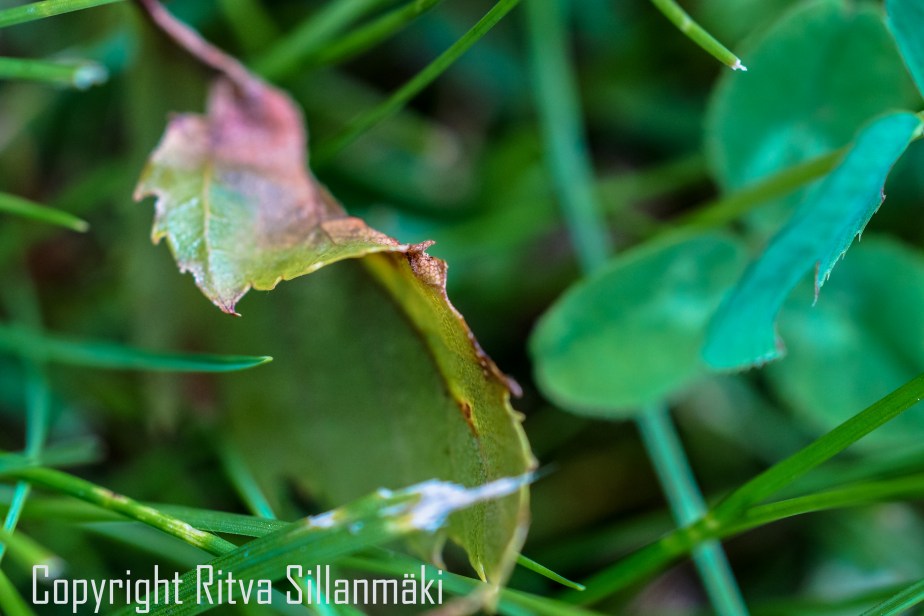 RS 2014-06-15 - ruuhijärvi-81