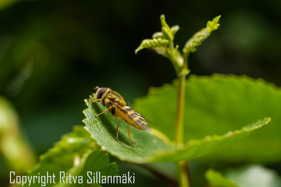 RS 2014-06-15 - ruuhijärvi-90