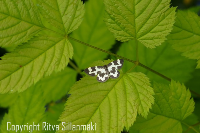 RS 2014-06-15 - ruuhijärvi-98