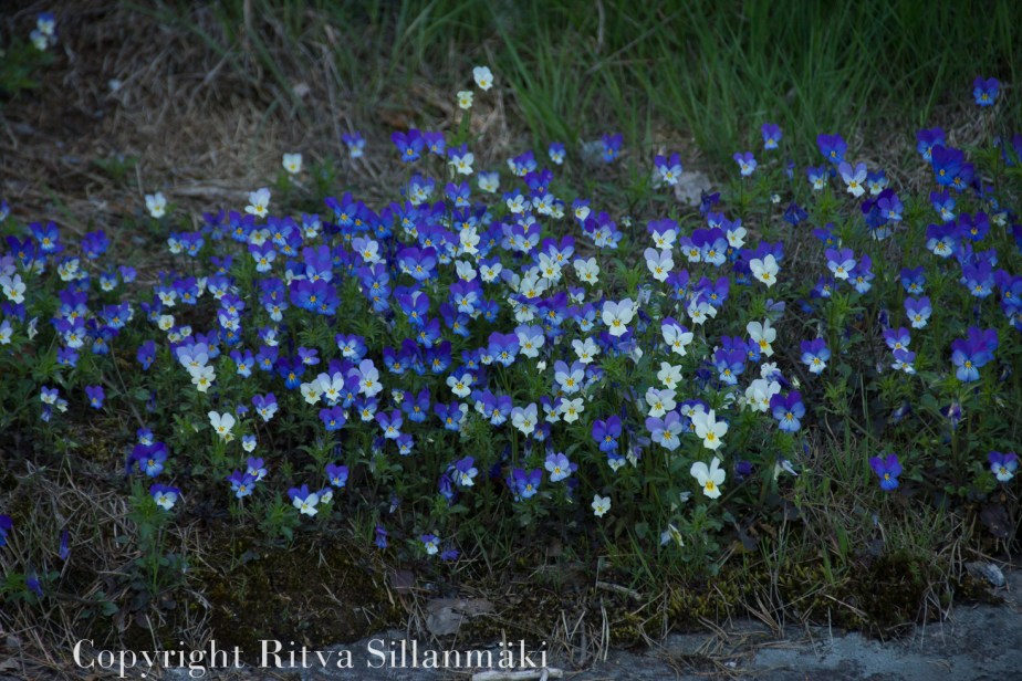 RS 2014 5-22 Linlo-79