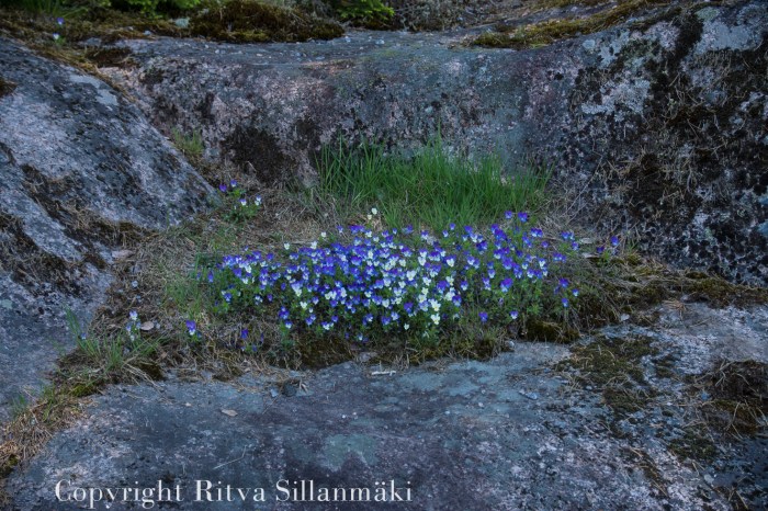 RS 2014 5-22 Linlo-80