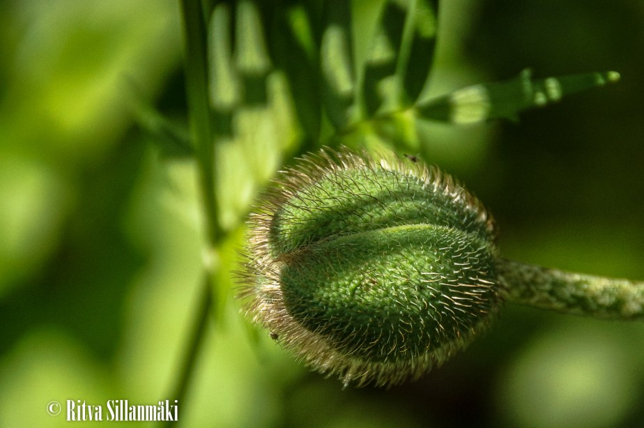 Ruuhijarvi-137 – kopio