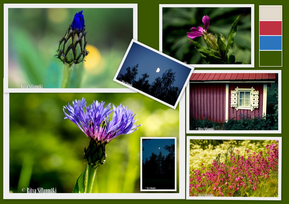 Seppalanranta, kuikka, kuutamo, lupiini