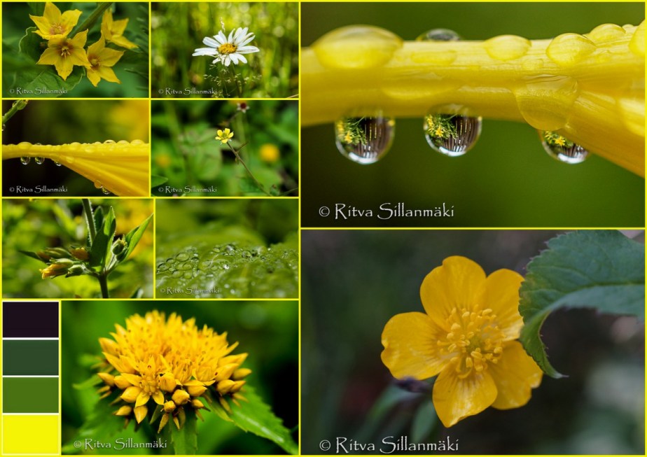 1-Drops, flowers, Bro garden