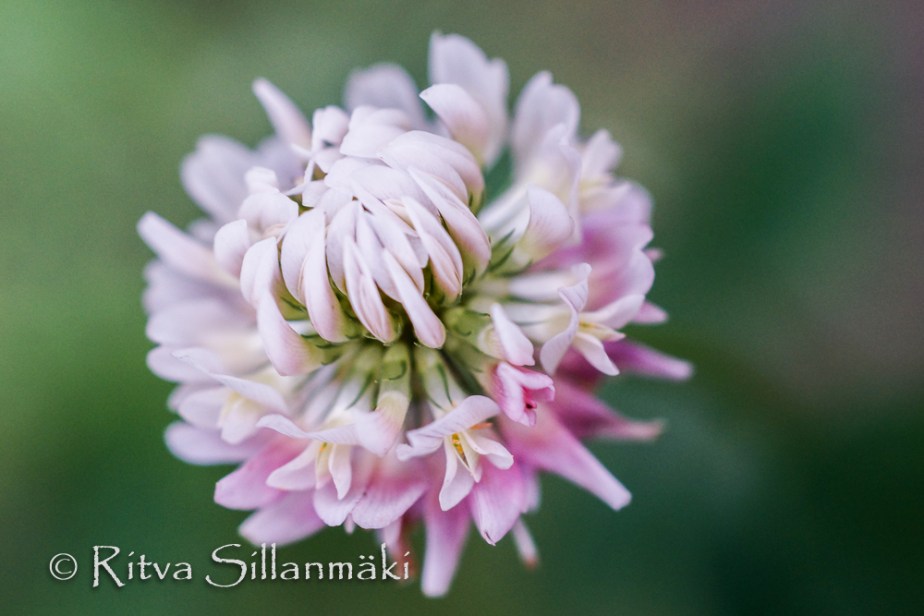 white clover- Ritva Sillanmäki (2 of 5)