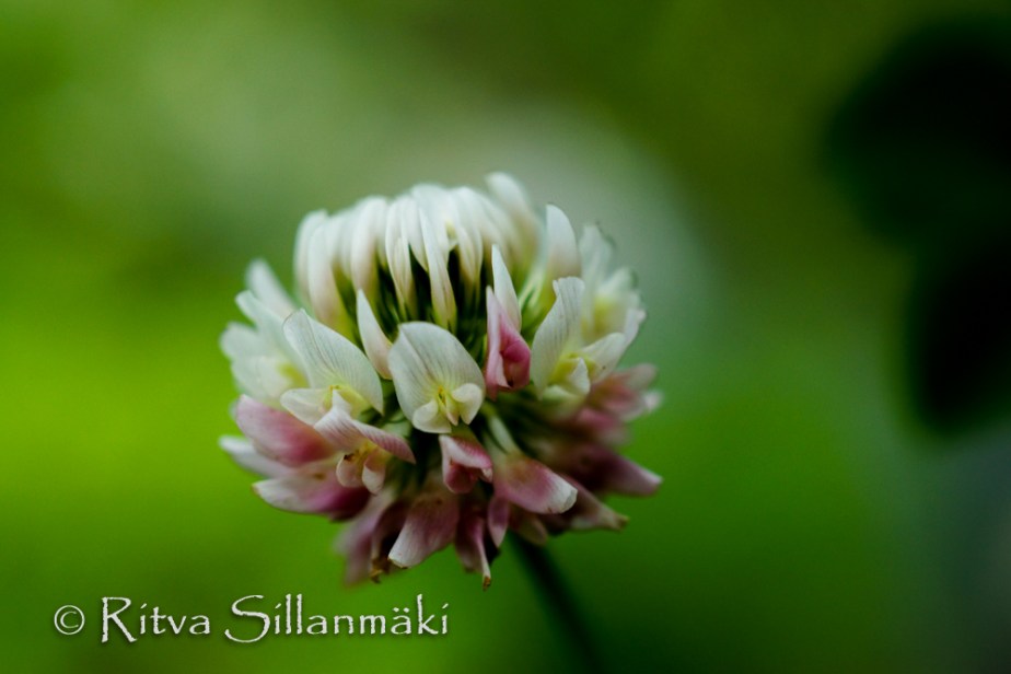 white clover- Ritva Sillanmäki (3 of 5)