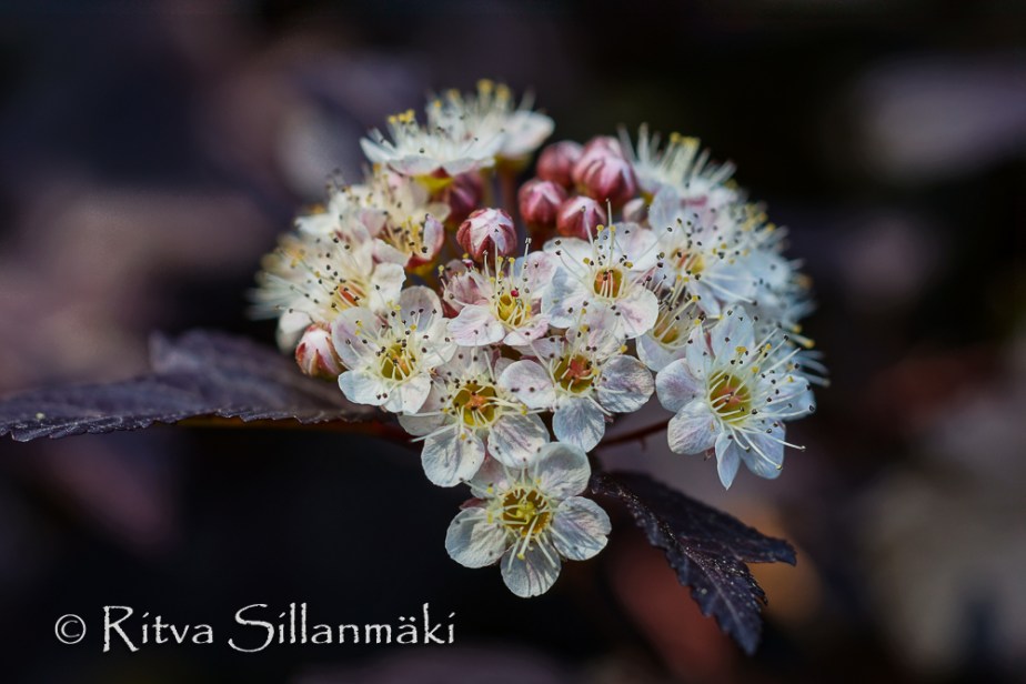 bro flowers (59 of 103)