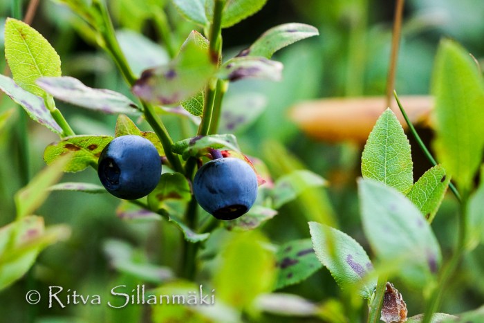 bro flowers (77 of 103)
