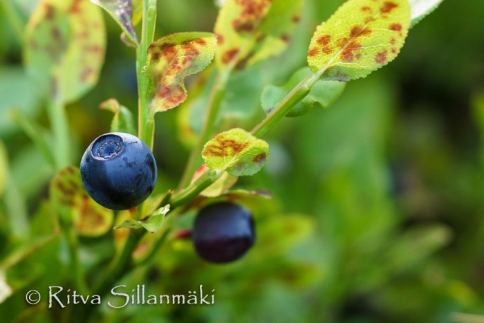 bro flowers (81 of 103)