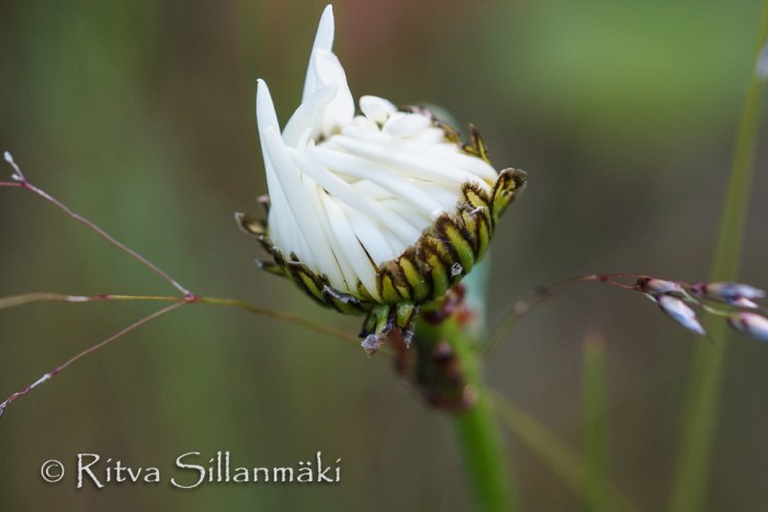 bro flowers (83 of 103)