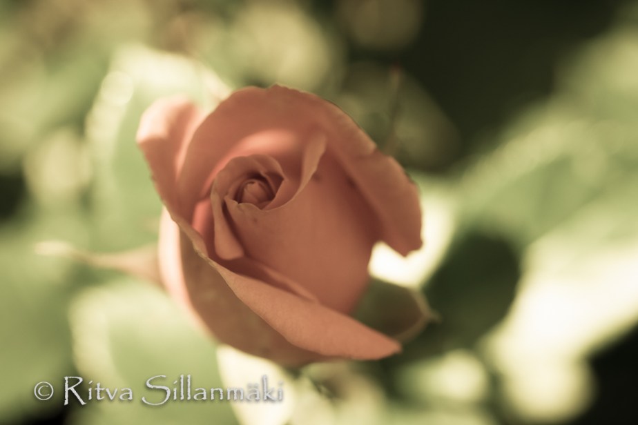 bro flowers -pink rose(9 of 103)