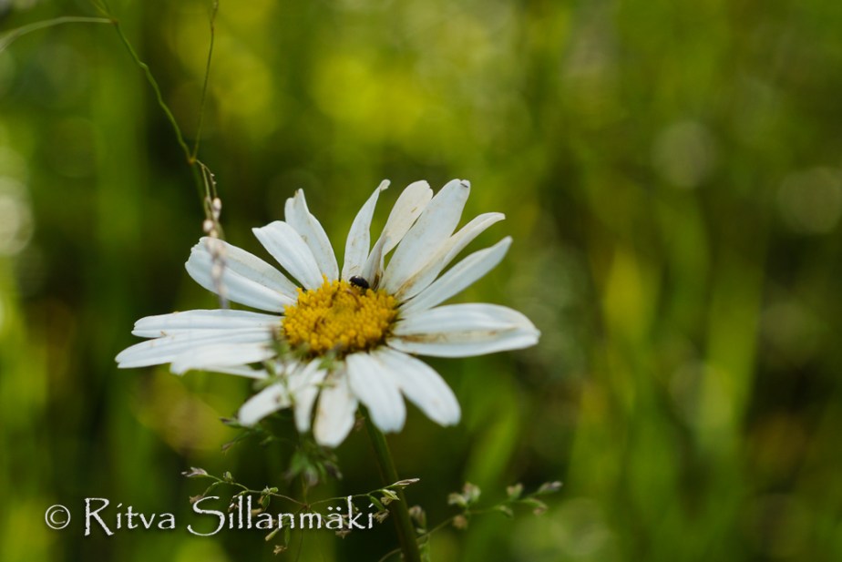 bro flowers (91 of 103)