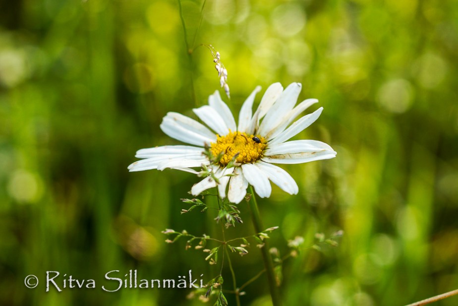 bro flowers (92 of 103)