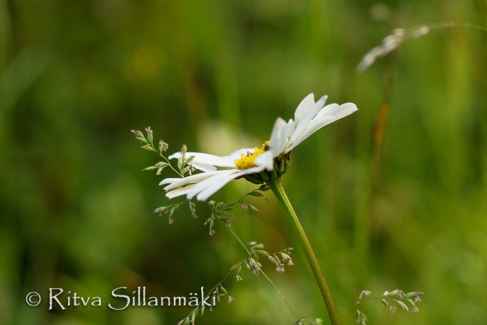 bro flowers (93 of 103)
