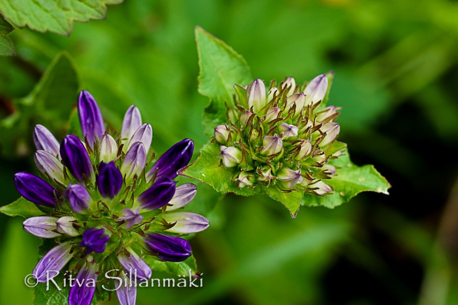 Bro garden, drops (10 of 94)