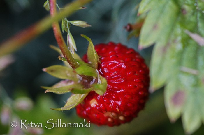 wild strawberry 