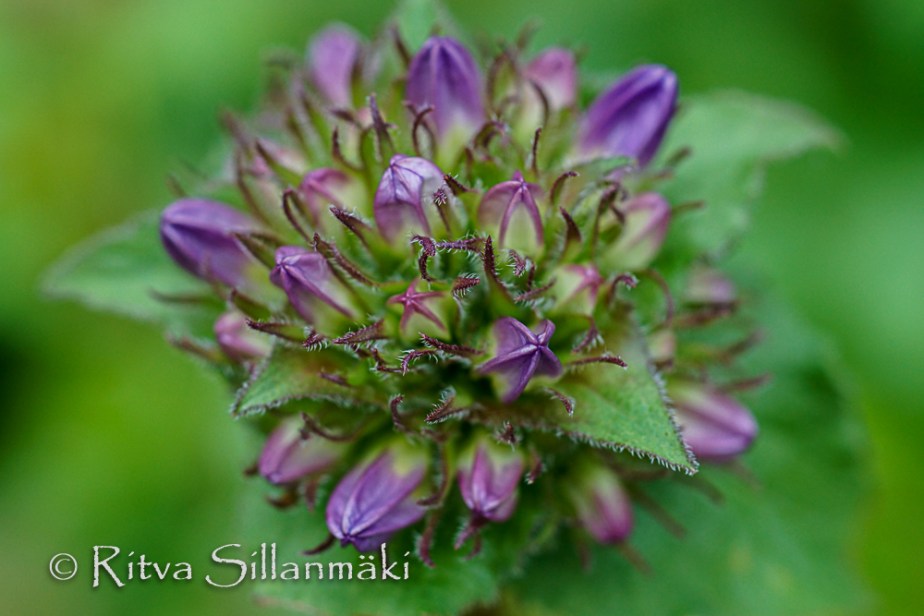 Bro garden, drops (6 of 94)