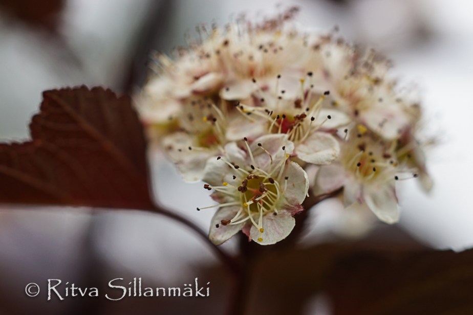 Bro garden, drops (68 of 94)