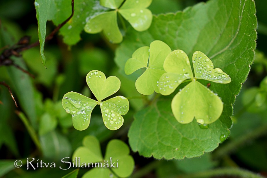 Bro garden, drops (87 of 94)