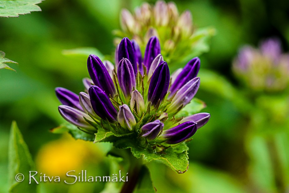 Bro garden, drops (9 of 94)