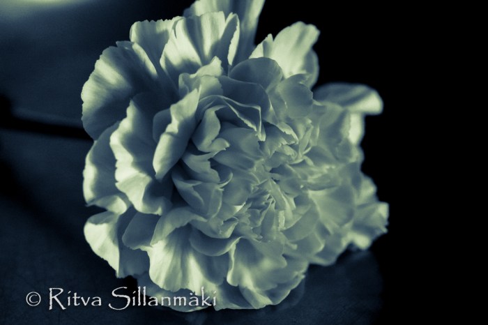 Carnation in Black and white (24 of 32)