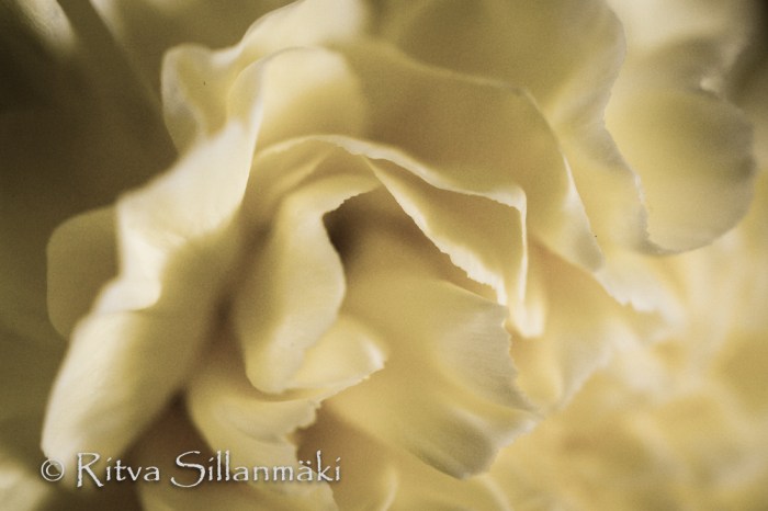 Carnation (25 of 32)