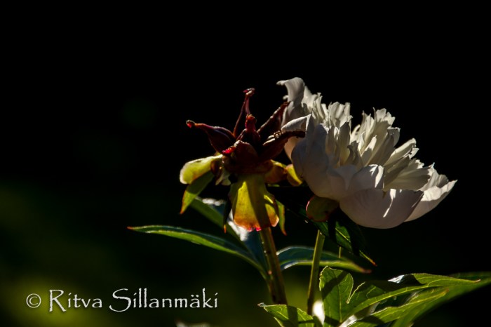 garden flowers- Ritva Sillanmäki (28 of 30)