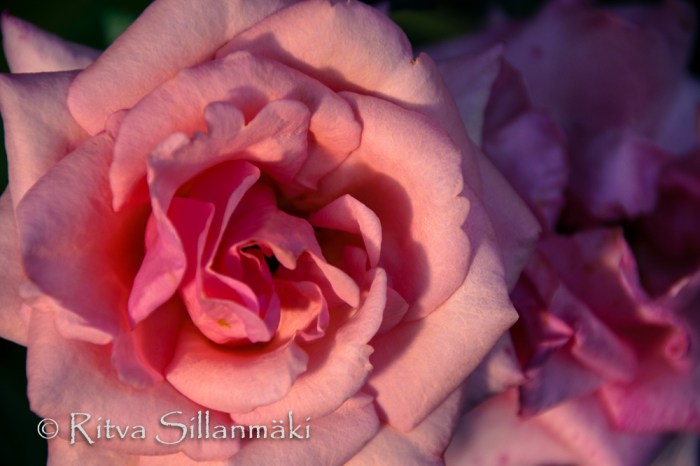 Pink rose (100 of 135)